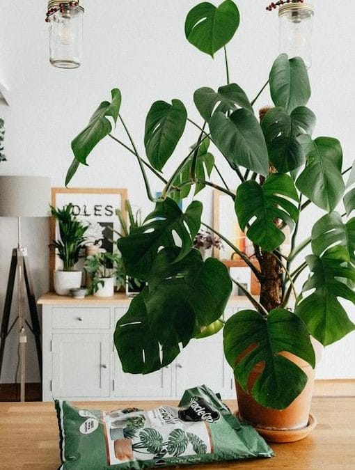 10 Easy Steps To Making A Plant Room